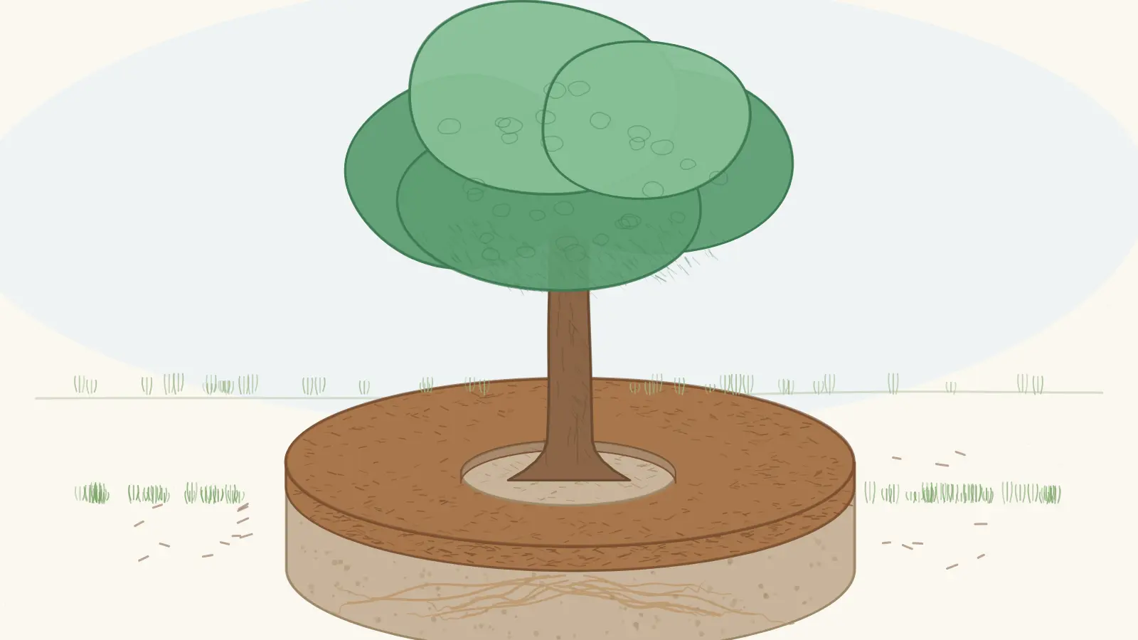 Calculating Mulch Around Trees Correctly