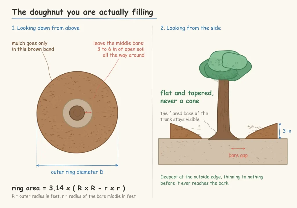diagram showing a tree ring from above as a mulch doughnut with a bare center, plus a side view of a flat tapered mulch layer